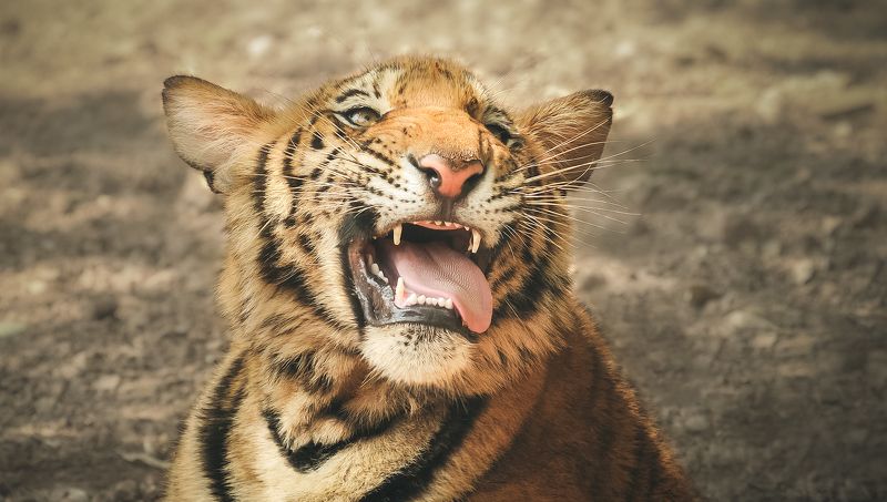 Кысь фото превью