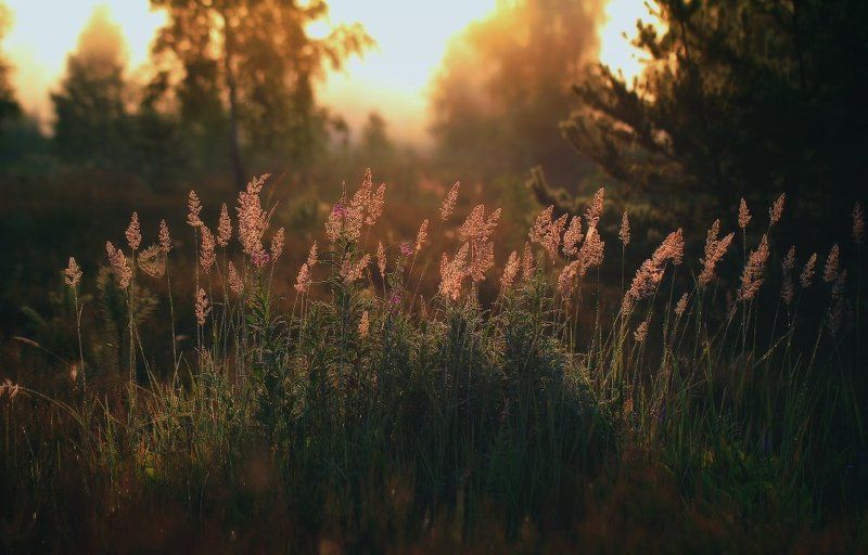 Паутинка)photo preview