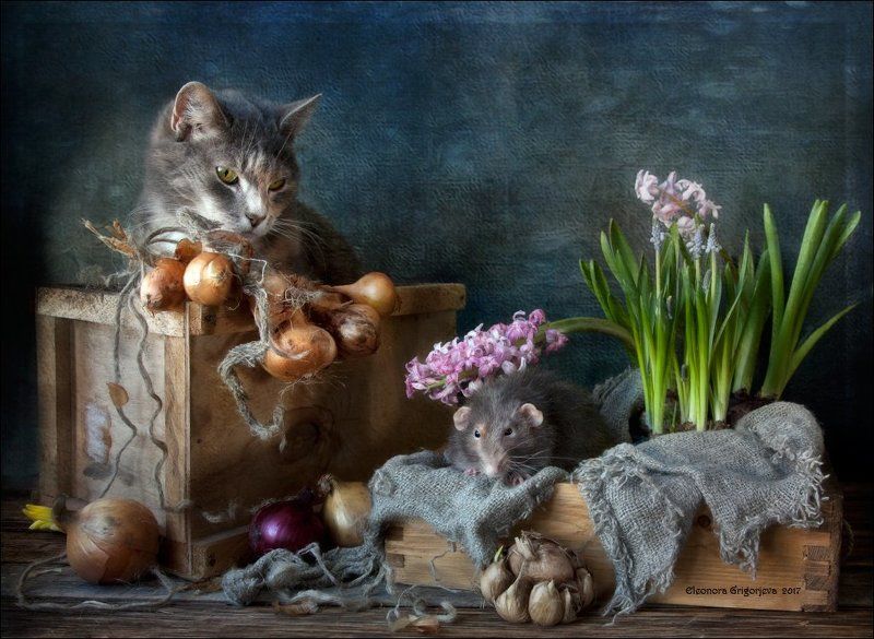крысиные истории, натюрморт, натюркотики, rats\'n\'cats, весна, лук, гиацинт, мускари, кошка, крыса-дамбо Когда весна придёт, не знаю...photo preview