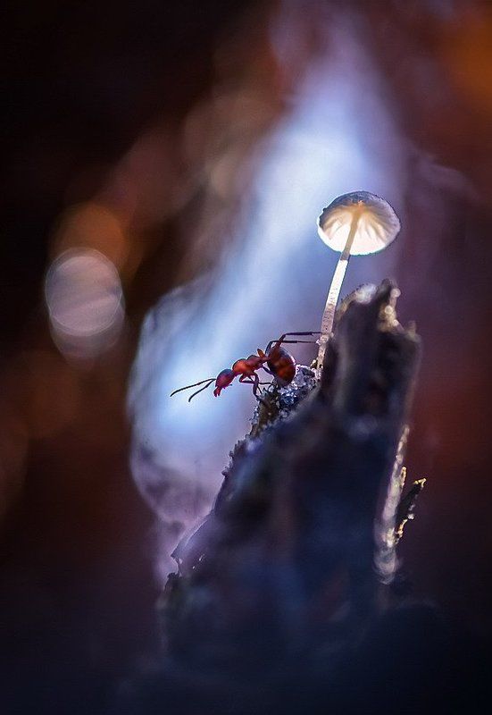 Дозорныйphoto preview