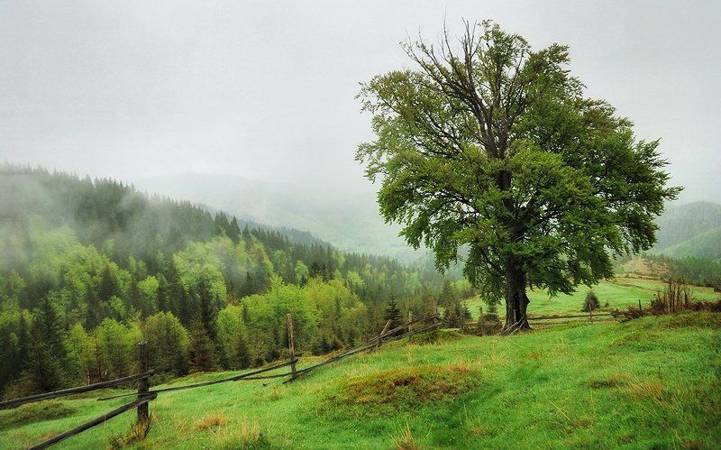 карпаты, дождь, утро, d80 Дождливый день в Карпатахphoto preview