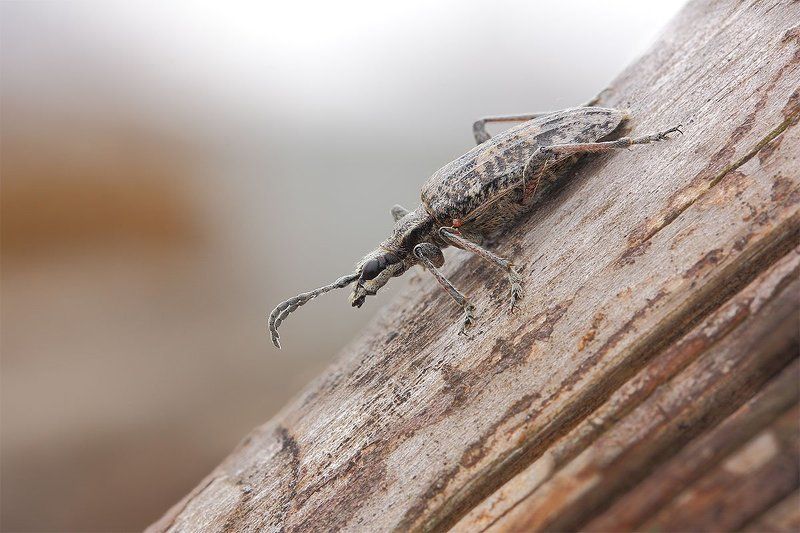 Рагийphoto preview