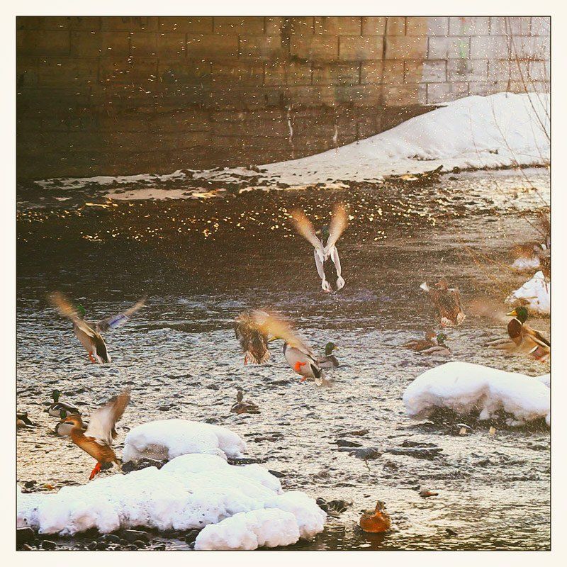 город, река, утки Утки в городеphoto preview