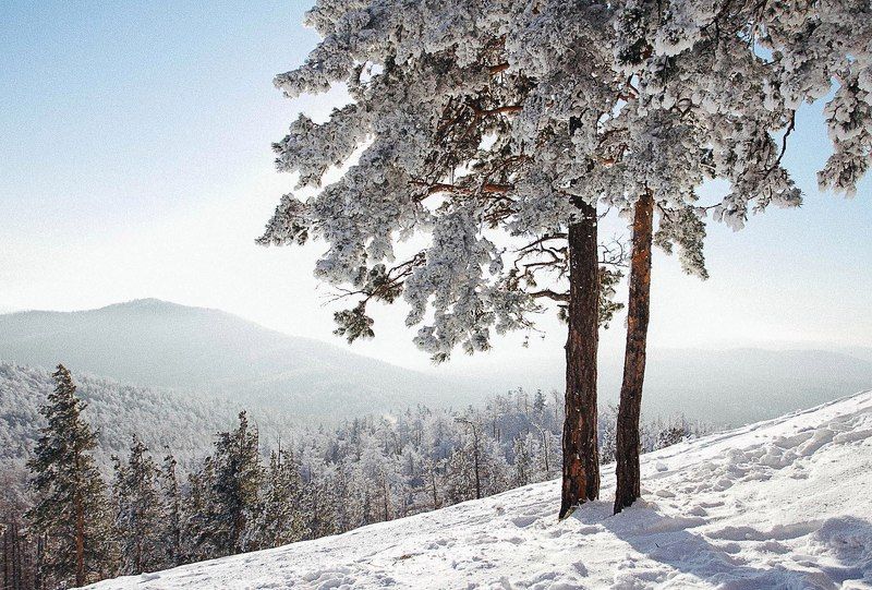 Снежная красавицаphoto preview