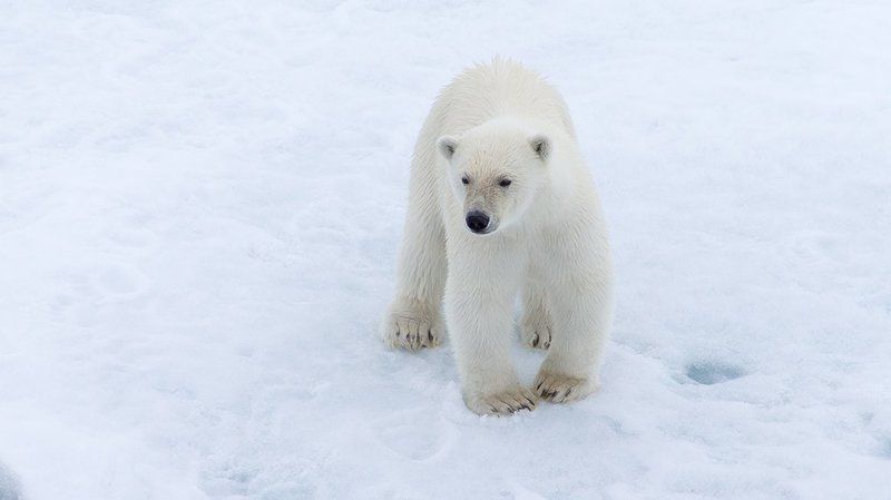 фотографандреевандрей, северныйполюс, northpole, арктика, arctic, ice, снег, лёд, круиз, expiditions, travel, белыймедведь, медведь, polarbear, животное, natgeowild photo preview