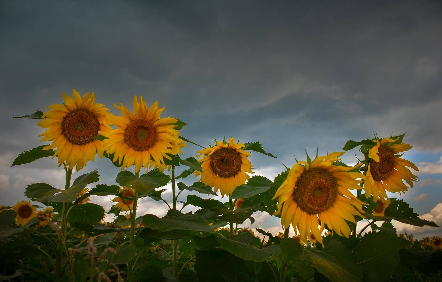 , Андрей Степанов
