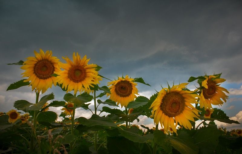 Веселые мордашкиphoto preview