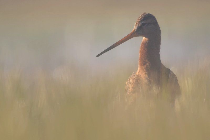 animals.nature,bird. Black-tailed Godwitphoto preview