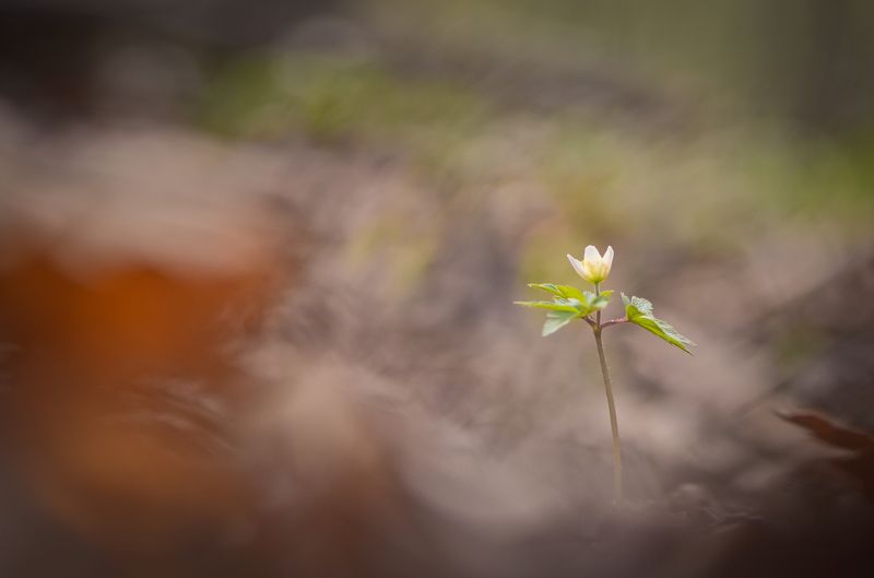 весна, цветы, ветреница, лес, поляна Леди Диphoto preview
