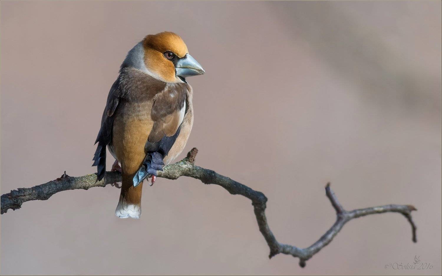птицы, природа, coccothraustes coccothraustes, дубонос, самец, весна, март, 2016, москва, куркино, Анна Голубева