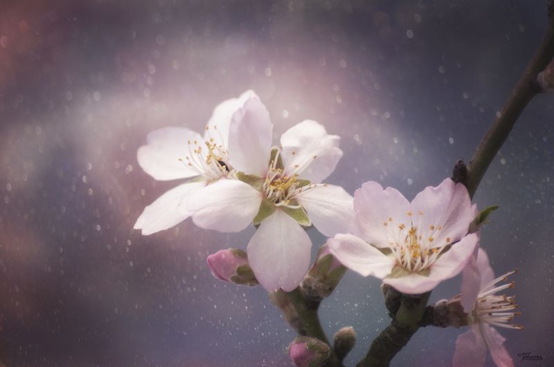 Скоро будет веснаphoto preview