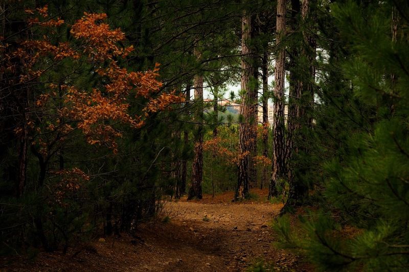 Чем глубже в лес...photo preview