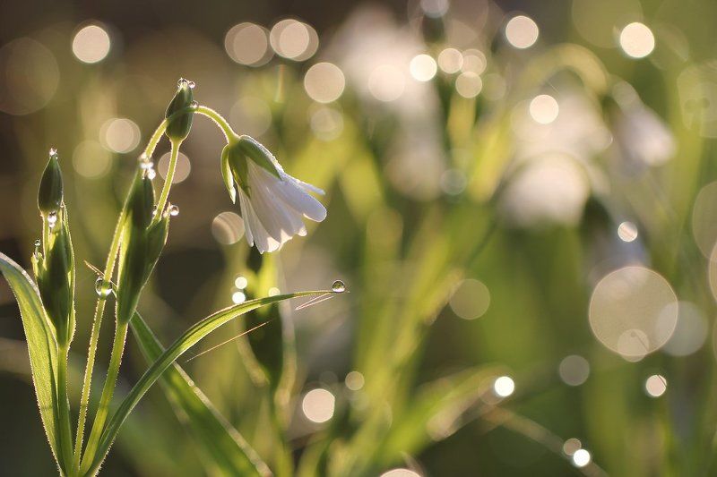 Весна..photo preview