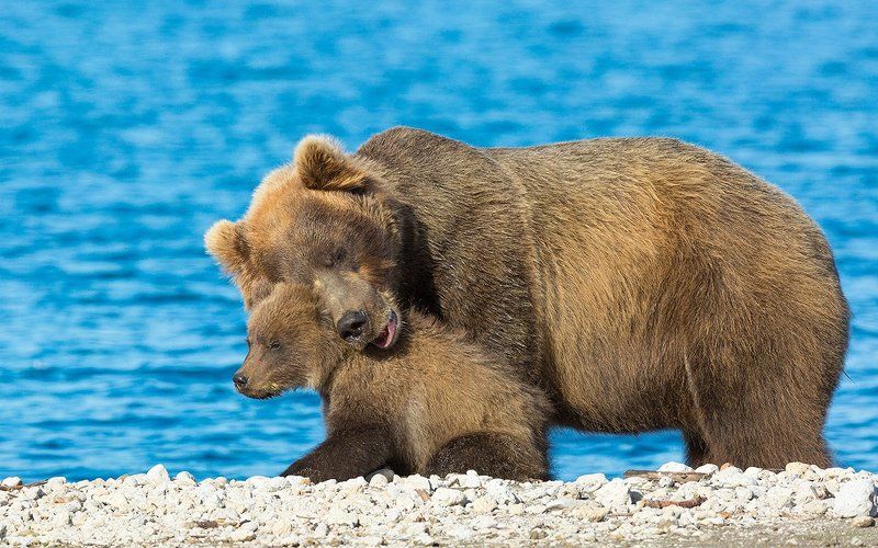 Медведь, Камчатка С любимой мамойphoto preview