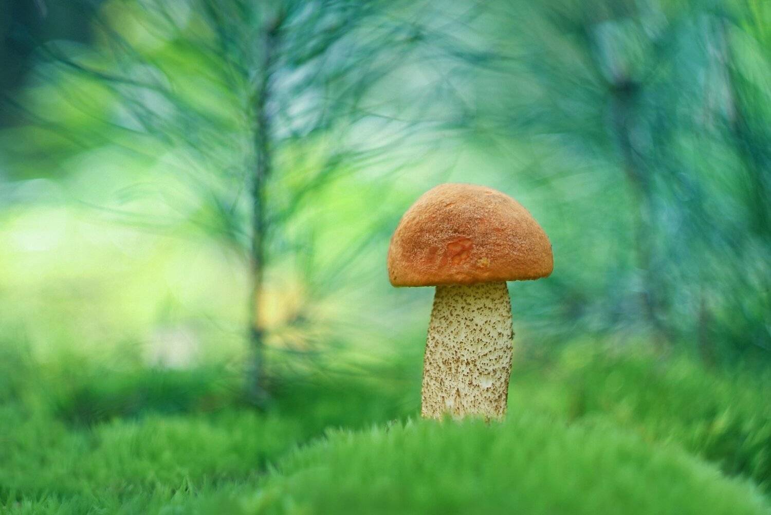 Горит огнём шапка красная на нём. Автор: Александр Гвоздь грибы, природа, гелиос, Александр Гвоздь