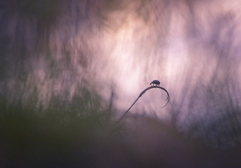 Ежик в туманеphoto preview