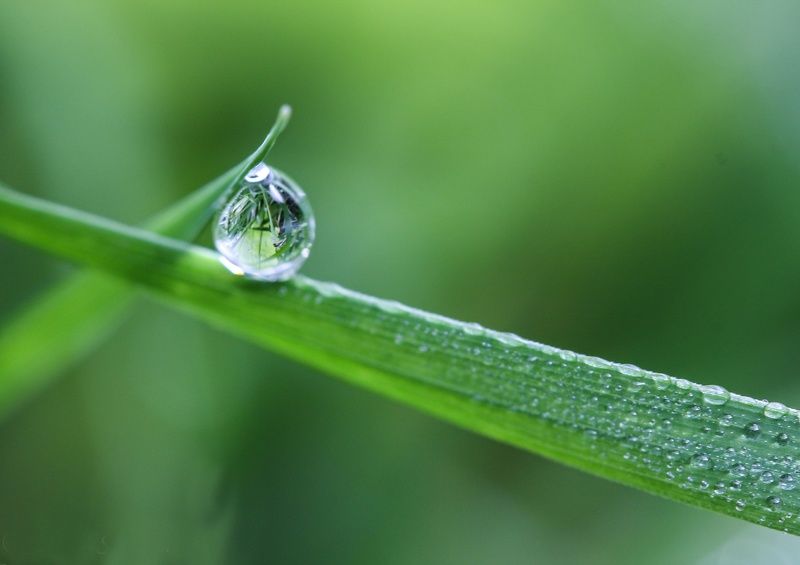 dewdrop, water, grass, macro, closeup Nature\'s spyglassphoto preview