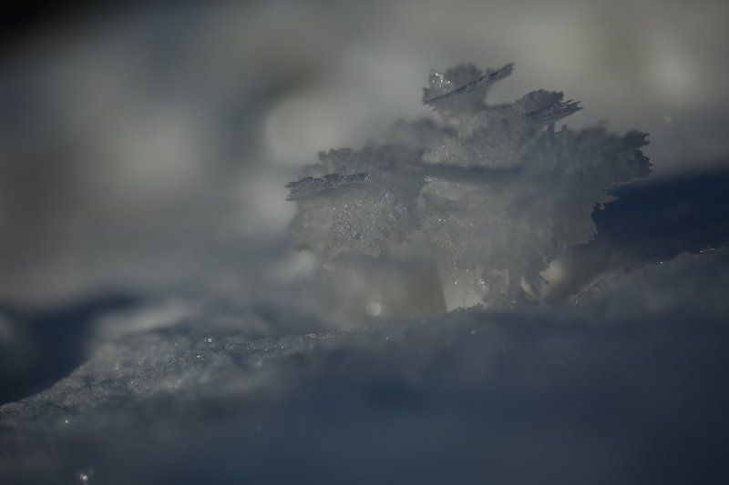 снег, зима, Кавказ, кристалл Зимние цветыphoto preview