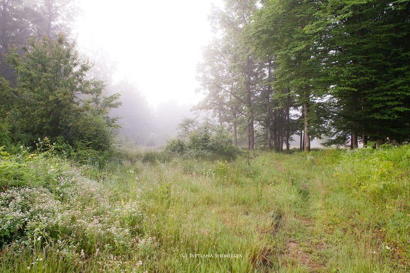 Тропинка в летоphoto preview