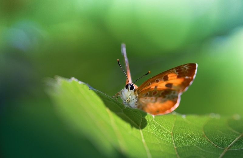 Настройка антенны photo preview