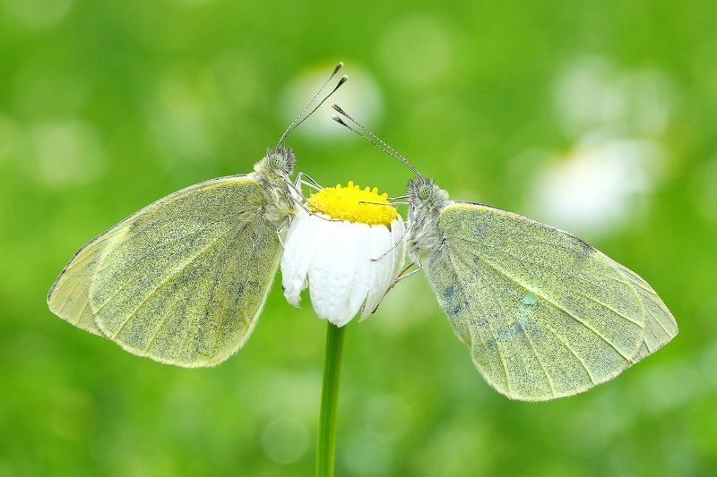 butterflies,of,cyprus,macro,nature,large white Symmetryphoto preview