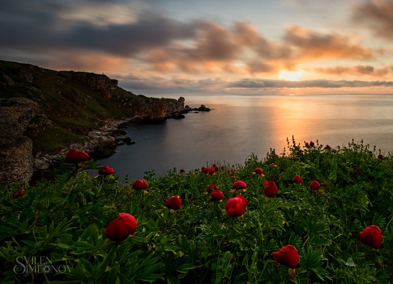 Восход и пионыphoto preview