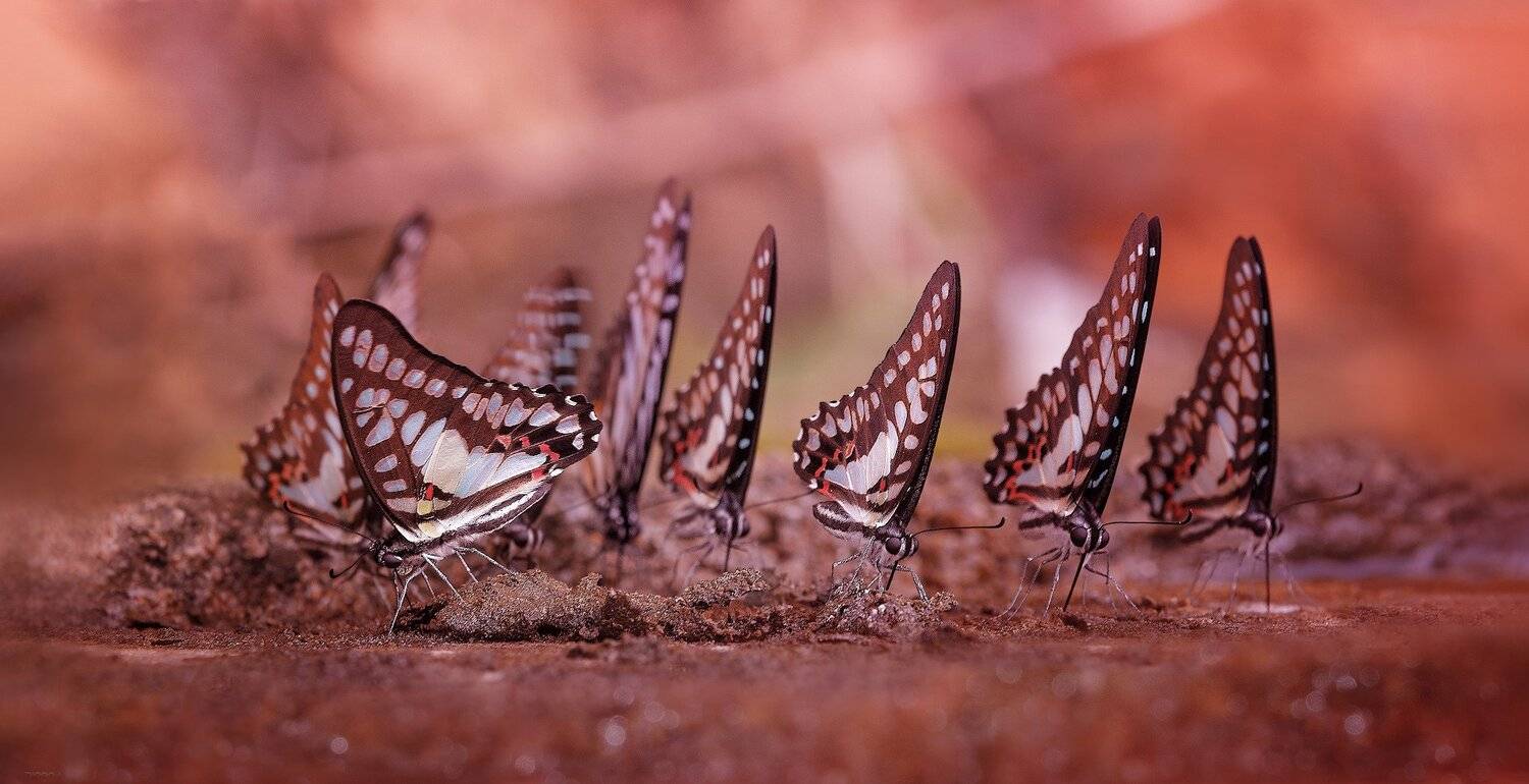 Водопой. Автор: Дмитрий Посевич природа, бабочки, макро, таиланд, Дмитрий Посевич