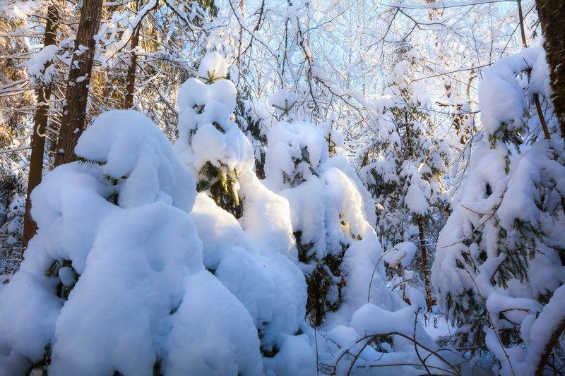 печерск, лес,могилев, беларусь По пояс в снегуphoto preview