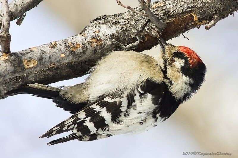 Малый пёстрый дятелphoto preview