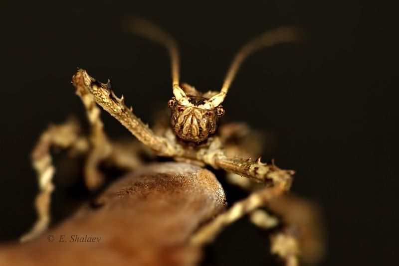 колючий палочник,палочник,aretaon asperrimus,насекомые Alienphoto preview