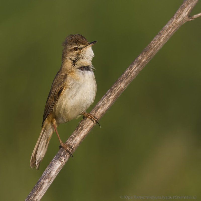 камышевка, ***photo preview