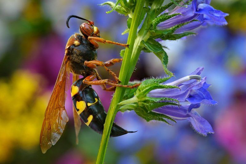 Cicada Killerphoto preview