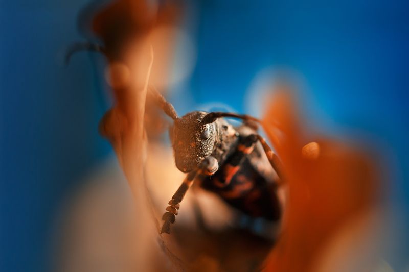 Осенний жук..photo preview