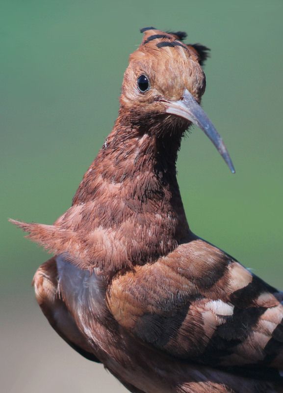 Удод. (лат. Upupa epops).photo preview