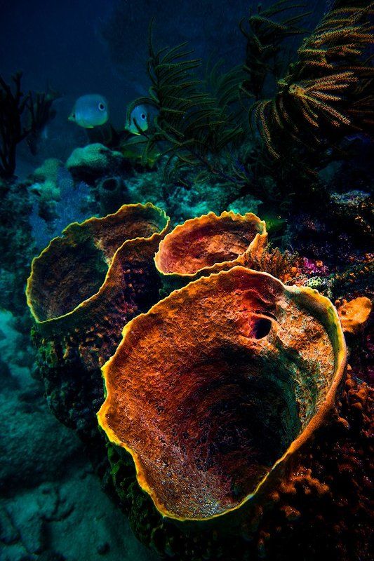 подводные вулканыphoto preview