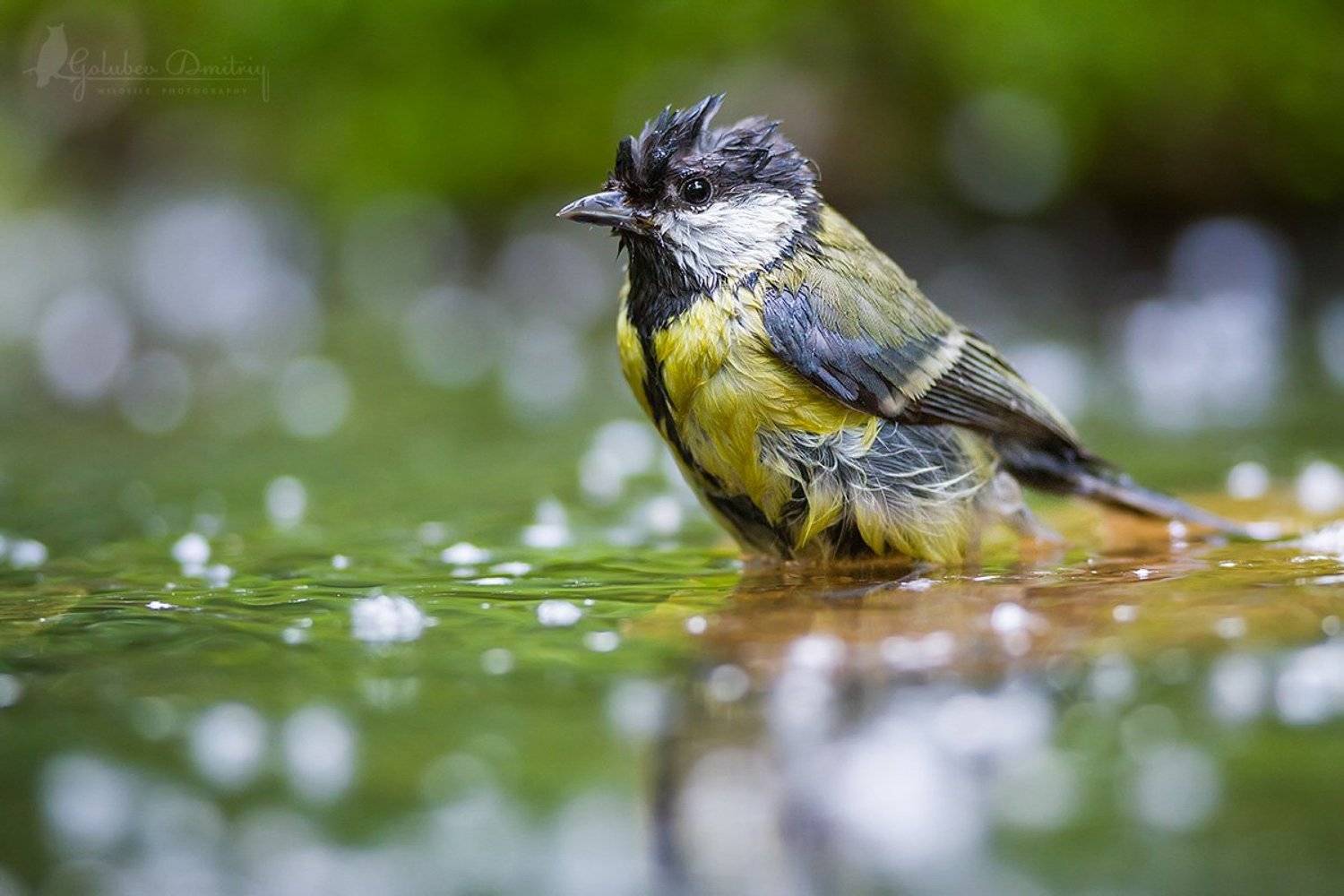 bird, great tit, tit, wuldlife, синица, птицы, водопой, дикая природа, Голубев Дмитрий