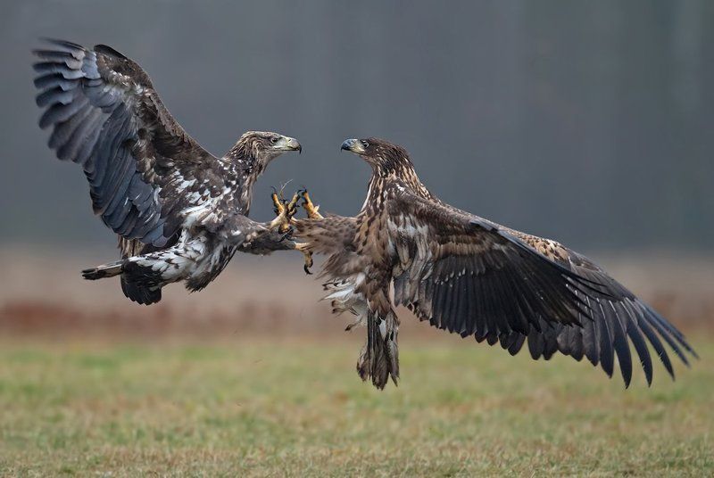 fightersphoto preview