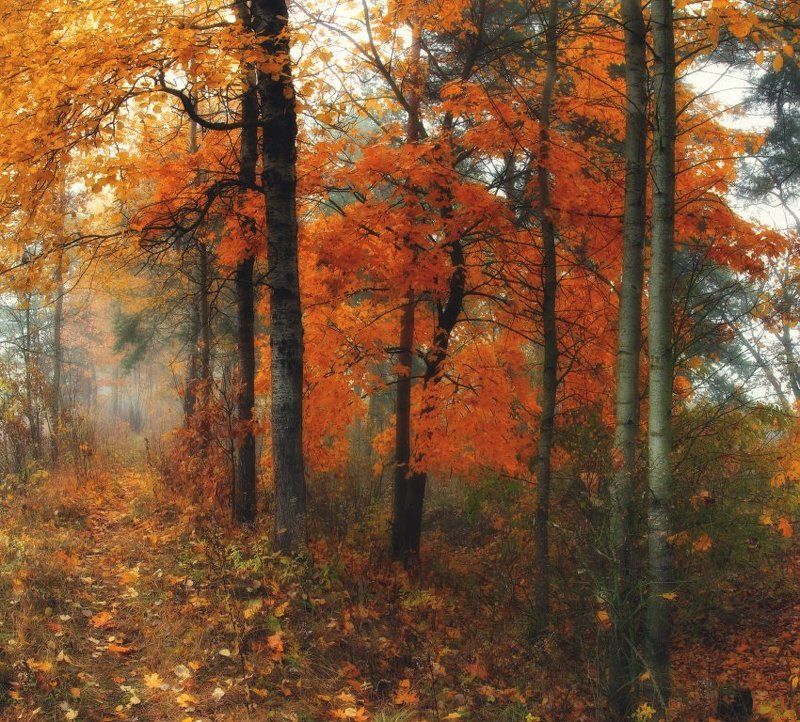 Осеннее настроение..photo preview