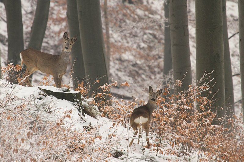 Capreolusphoto preview