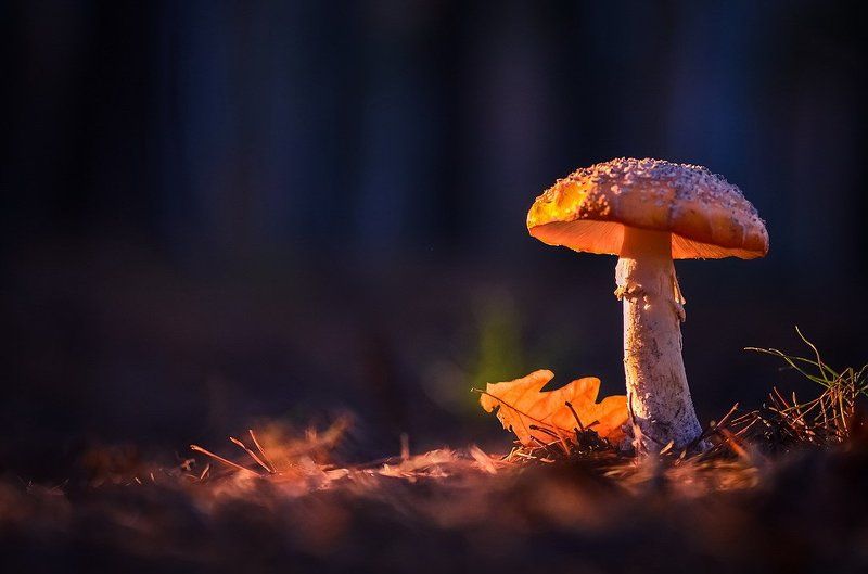 Последние искорки осениphoto preview