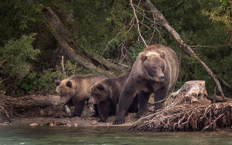 Медведь, Камчатка В гостях у сказкиphoto preview