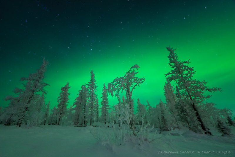 Ямальские джунглиphoto preview