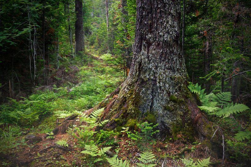На неведомых дорожках...photo preview