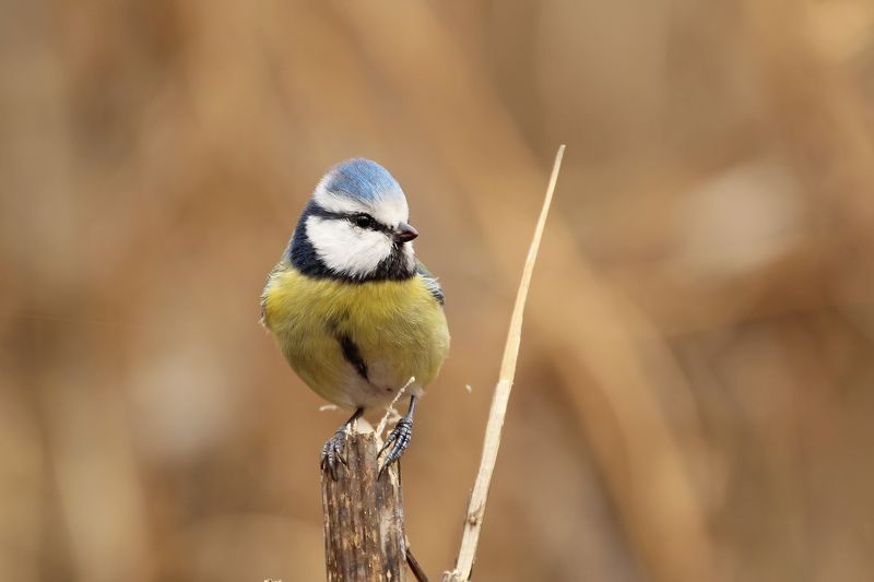 Лазоревкаphoto preview