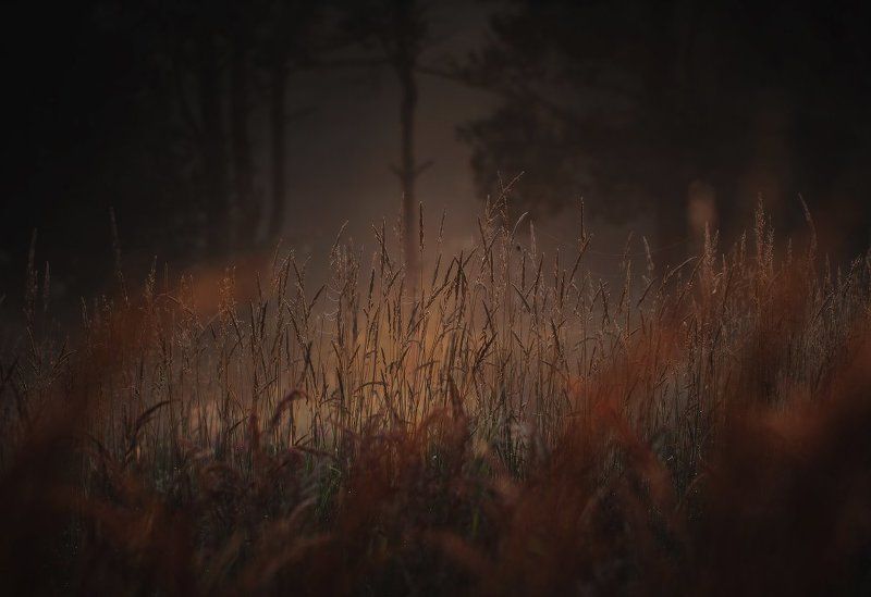 Где-то в лесу..photo preview