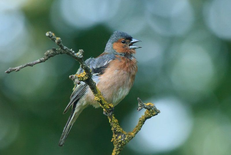 зяблик фото превью