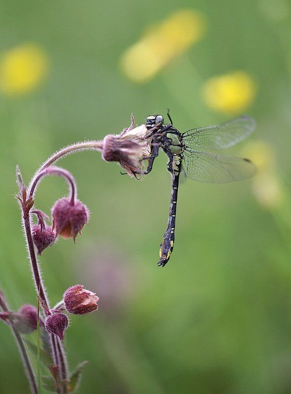 Скорее бы лето!photo preview