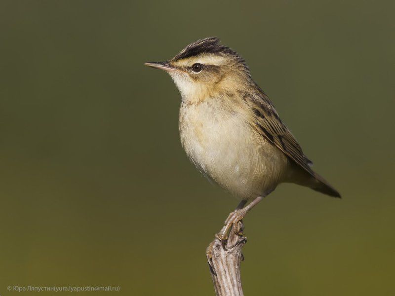 камышевка, ***photo preview
