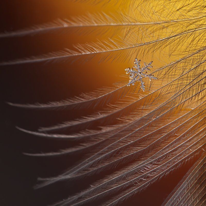 снежинка, снег, макро, кристалл Лёд и пламяphoto preview