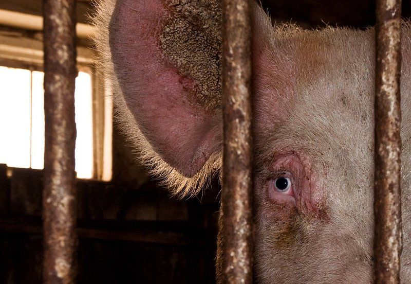 главарь_стаи, отец_стада Старый Свинphoto preview